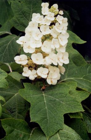 oakleafhydrangea