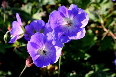 Geranium_'Rozanne'