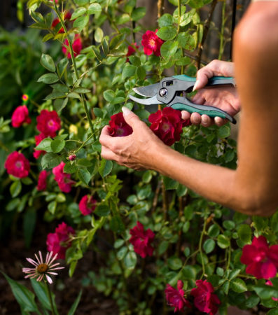 pruningroses