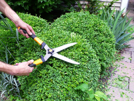 pruningboxwood